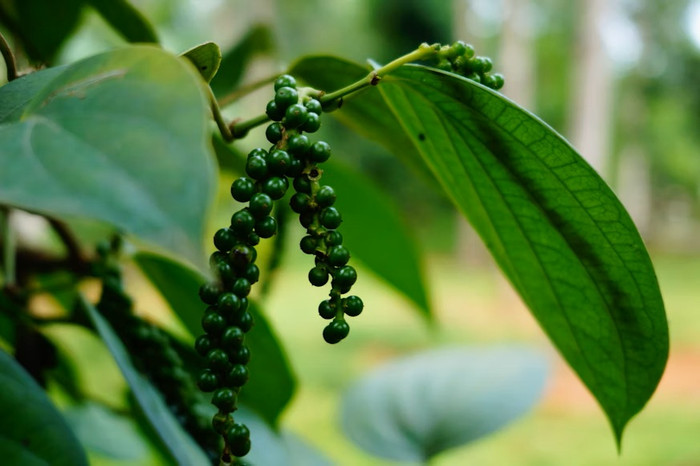 Hạt tiêu, loại gia vị được ví như “vàng đen” của nông nghiệp Việt Nam đang tiếp tục khẳng định vị thế trên thị trường thế giới. (Ảnh: Unsplash)